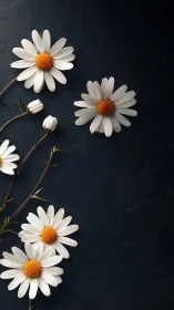 Daisies in Bloom: White Petals Dance Against Dark Slate.