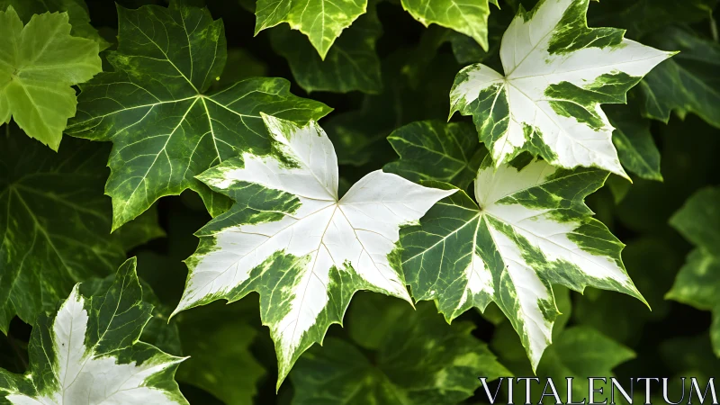 Variegated ivy foliage with white star-shaped leaves highlighted.