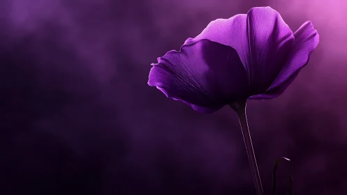 Purple Flower Against Dark Background.