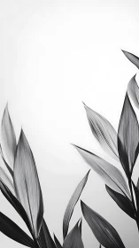 Monochrome close-up of long slender leaves on white field.