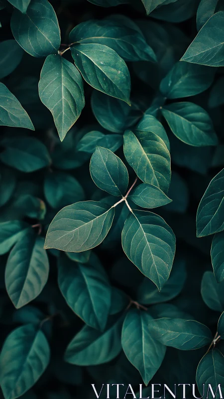Overhead view shows dense arrangement of dark green leaves