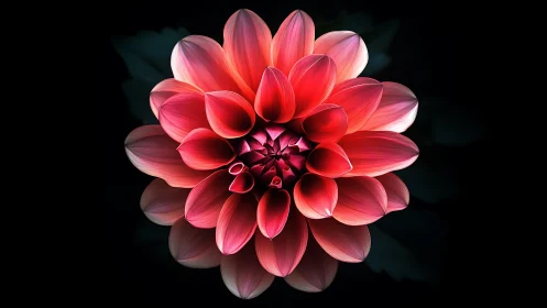 Red Dahlia Bloom with Layered Petals Against Dark Background.