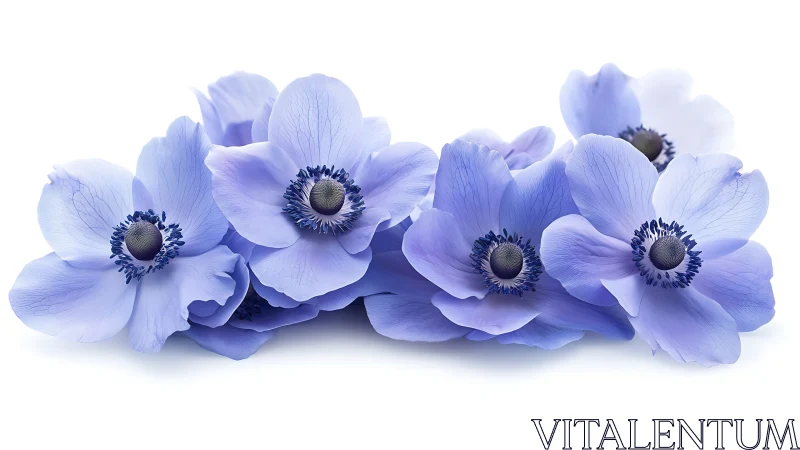 Blue anemone flowers with dark centers arranged on white backdrop.