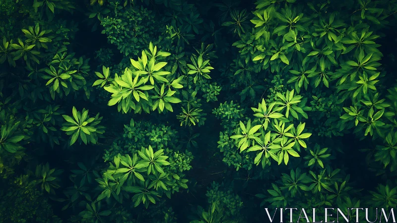 Dense green foliage canopy viewed from above in daylight.