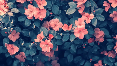 Pink Blossoms Nestled in Cool Tones: Garden's Sweet Romance.