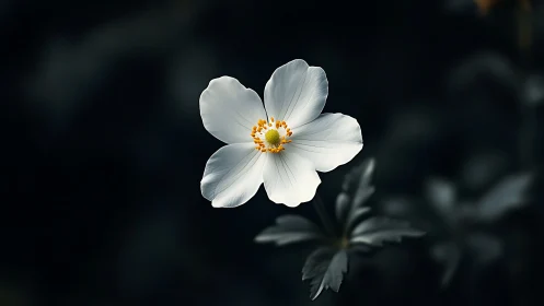Delicate White Blossom in Quiet Light.
