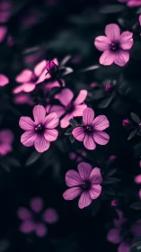 Pink Flowers in Dark Garden Setting.