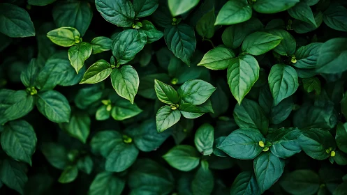 Lush green leaves create a calm, refreshing natural blanket