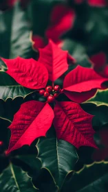 Red poinsettia bracts and berries against dark green foliage.
