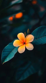Single plumeria glows like a quiet lantern in blue dusk