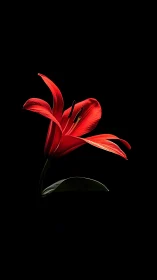 Glowing Red Lily Unfolds Against Midnight Black Backdrop