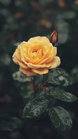 Yellow rose blooming with rain droplets and red bud