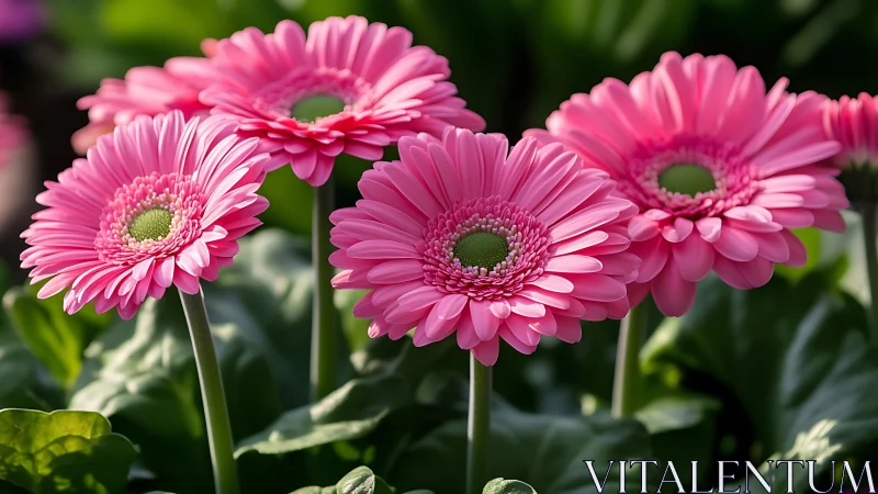 Vibrant Pink Gerberas Bloom in Sunlit Garden Display