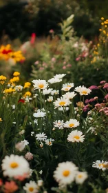 Daisy Garden in Full Bloom: Nature's Simple Joy.