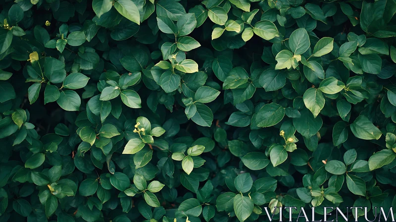 Dense green foliage forms a lush natural background pattern.