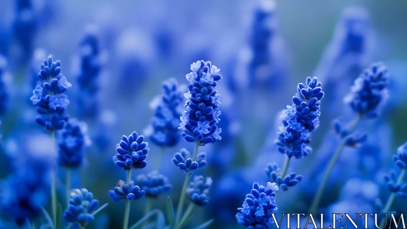 Blue Lavender Field in Bloom. Focused Florals Against Bokeh.