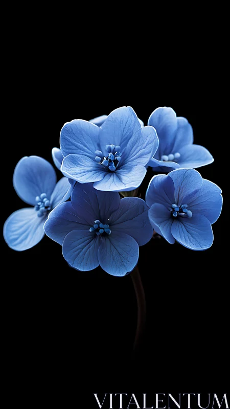 Blue delicate petaled flowers against pure black background. Macro.