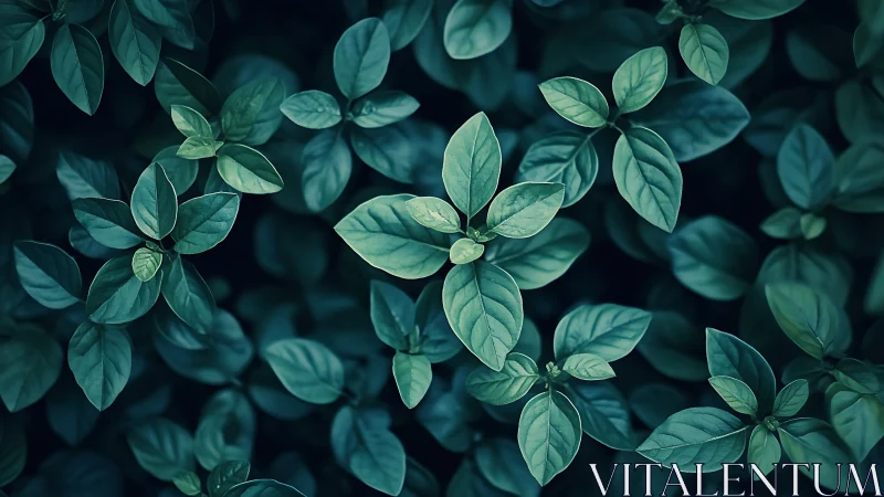 Dense basil leaves form cool-toned overlapping foliage pattern