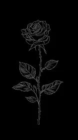 Single white line rose drawing stands on solid black background