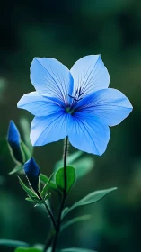 Blue flowering plant with five petals and visible buds.