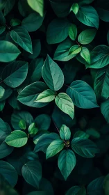 Gentle green leaves creating a calming forest-like embrace.