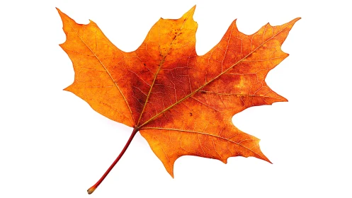 Single orange maple leaf isolated on a white background.