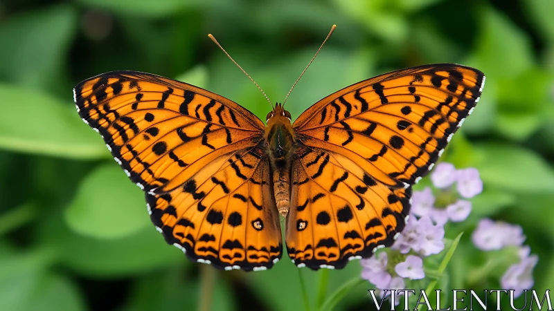 Vibrant orange butterfly rests in sharp focus on garden bloom