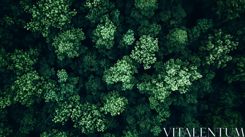 Dense forest canopy viewed from above with verdant tree clusters.