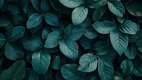Deep green garden leaves in a calm, comforting embrace.