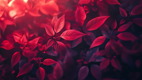 Crimson foliage canopy under soft diffused bokeh light.