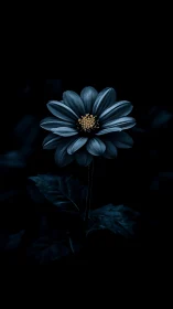Blue Daisy with Golden Center on Black.