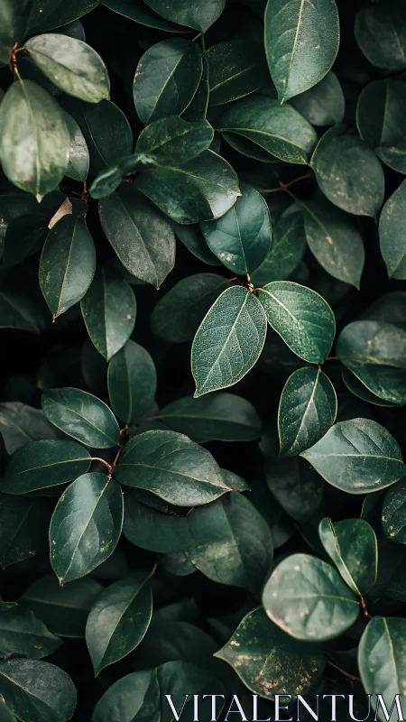 Dense cluster of dark green leaves fills the full frame