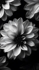 Monochromatic Dahlia Blooms Rendered in High Contrast Black and White