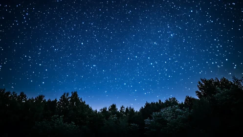 Night sky over forest canopy reveals dense stellar field