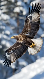 Soaring eagle captured mid-flight above snowy forest backdrop.