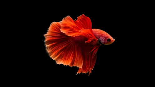 Scarlet betta fish in high-contrast black background study.