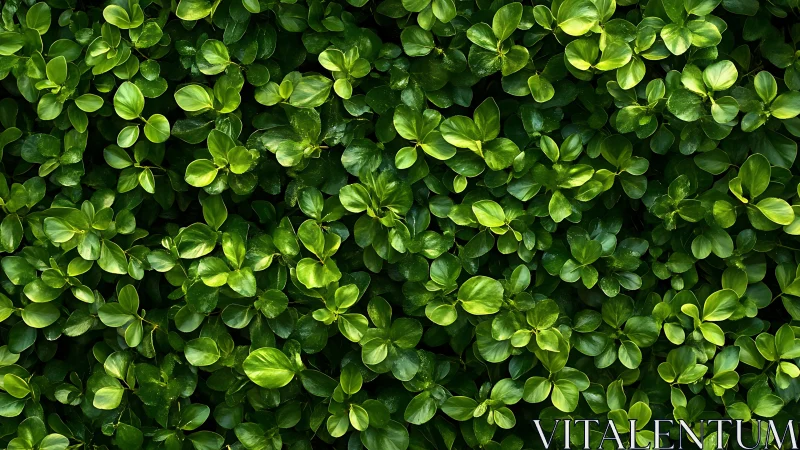 Dense green foliage wall under soft diffused daylight glow.