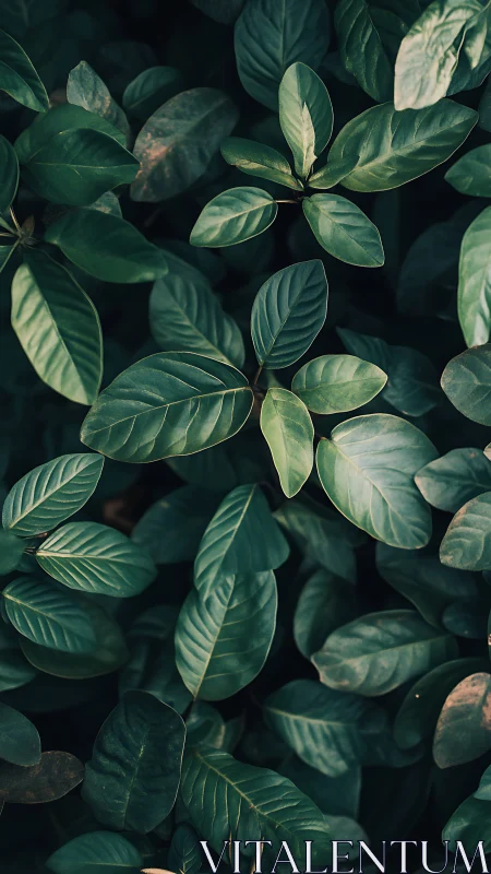 Lush green leaves create a calm, softly shaded garden moment
