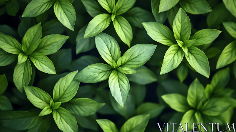 Fresh basil leaves forming lush radial green pattern.