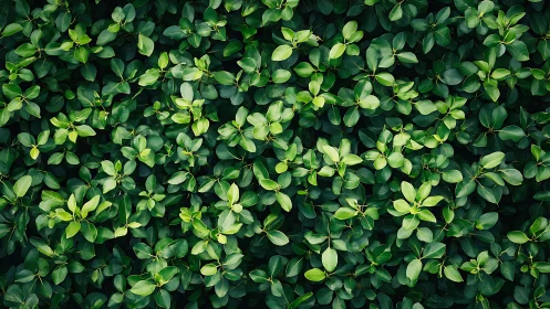 Photorealistic top-view shrub foliage grid composition.