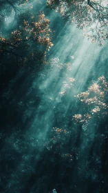 Sunbeams Cutting Through Teal Forest Canopy Glow.