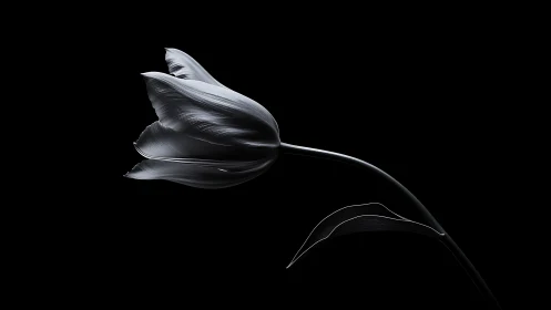 Midnight Tulip Whispers Its Secrets Against Shadowed Void