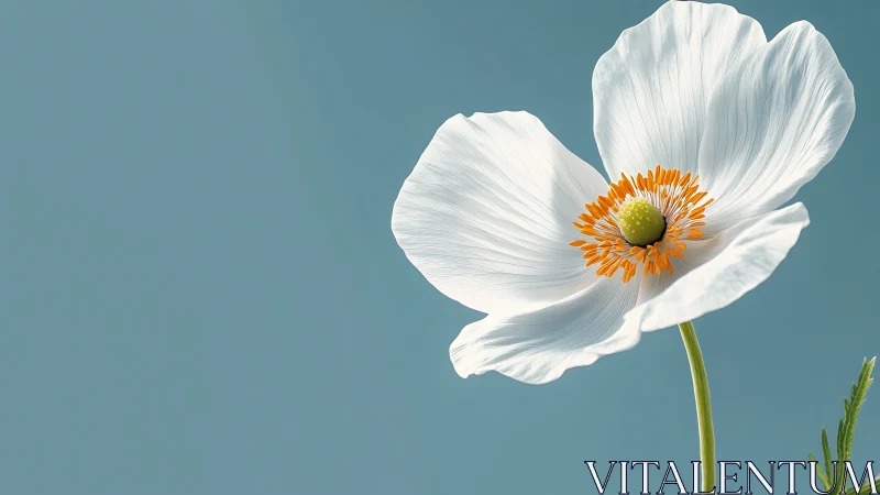 White Anemone with Orange Stamen Center Against Teal Background.