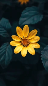 Golden Flower Blooms Against Dark Foliage Background.