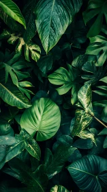 Green tropical leaves form dense overlapping canopy