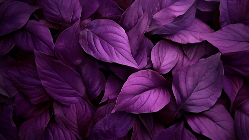 Velvet magenta foliage in dramatic close-up composition.