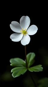 Delicate White Flower with Yellow Stamens Against Black Background.
