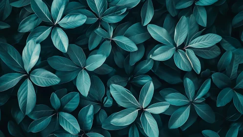 Overhead view of dense teal-toned foliage pattern.