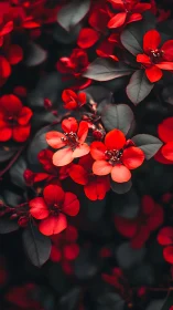 Crimson petals ignite against darkness, nature's bold rebellion blooms.