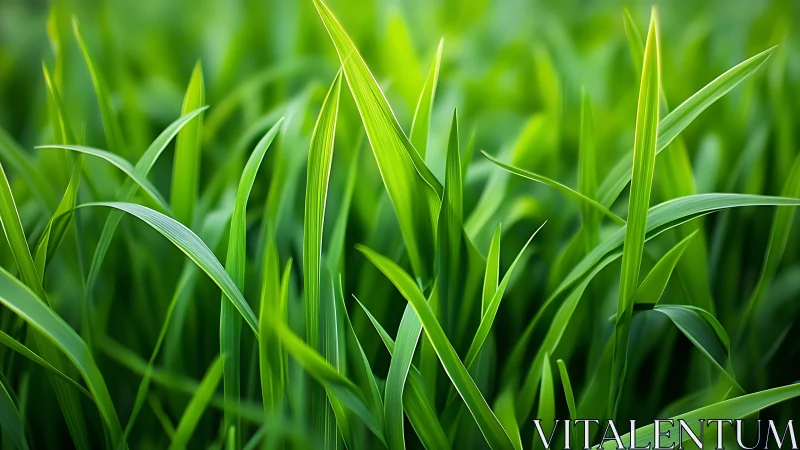 Gentle green grass blades glow softly in sunlit calm